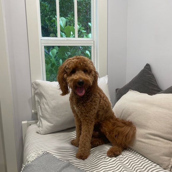 Shelbs - Picture 3 of 3